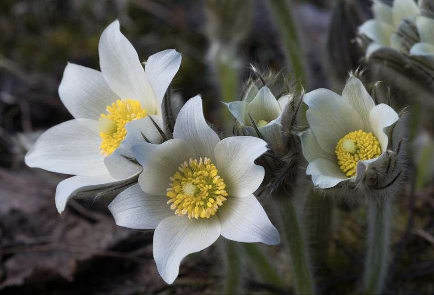 Прострел раскрытый на фоне степи